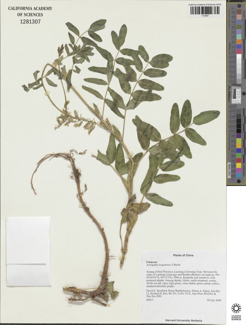 Astragalus tongolensis photo 7