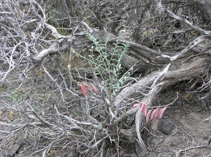 Toquima Milkvetch photo 2