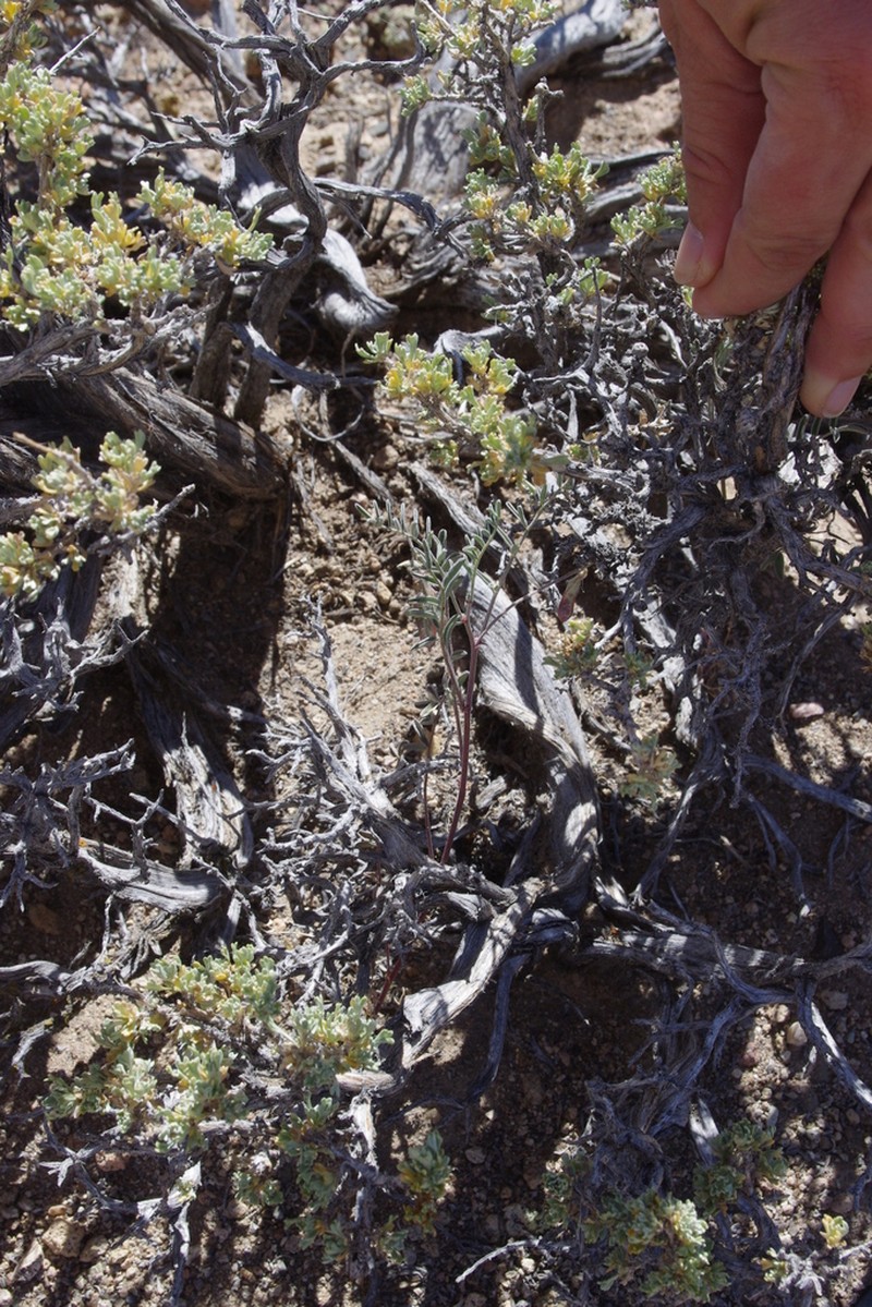 Toquima Milkvetch photo 3