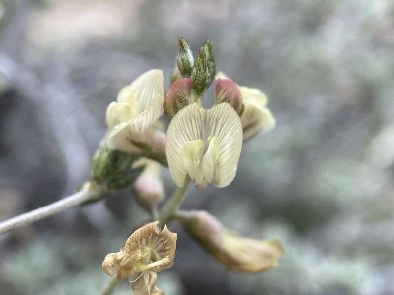 Toquima Milkvetch photo 4