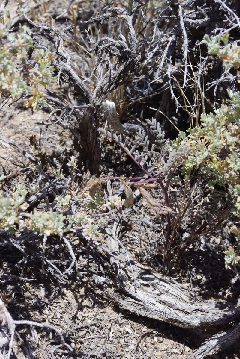 Toquima Milkvetch photo 5