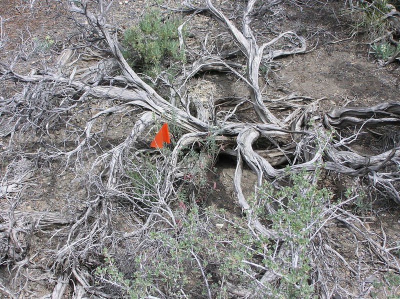 Toquima Milkvetch photo 6