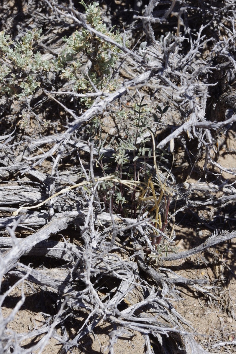 Toquima Milkvetch photo 7