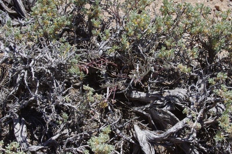 Toquima Milkvetch photo 8