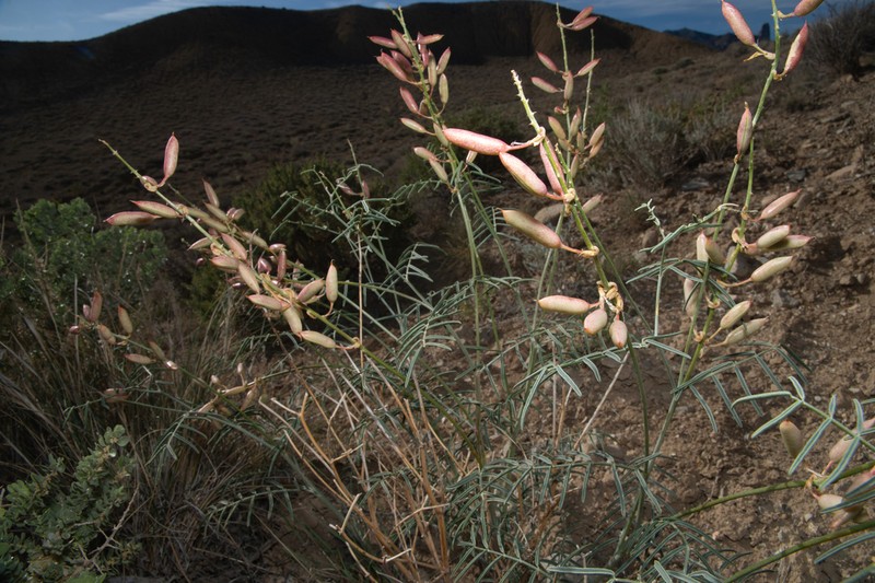 Sleeping Ute Milkvetch