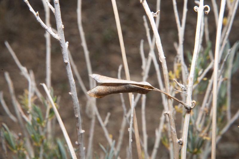 Sleeping Ute Milkvetch photo 2