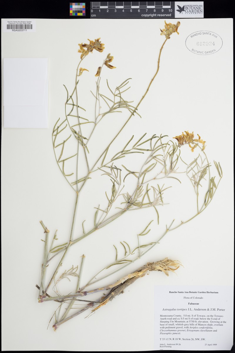 Sleeping Ute Milkvetch photo 4