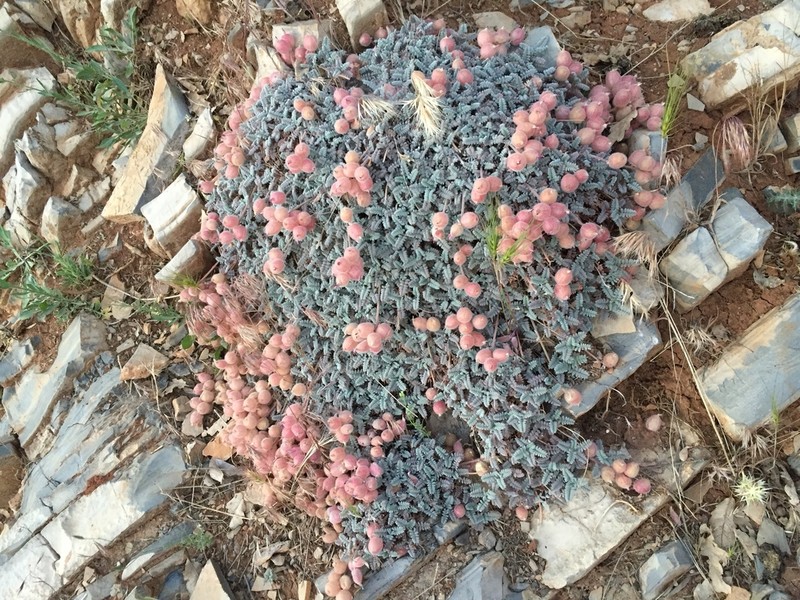 Astragalus tortuosus