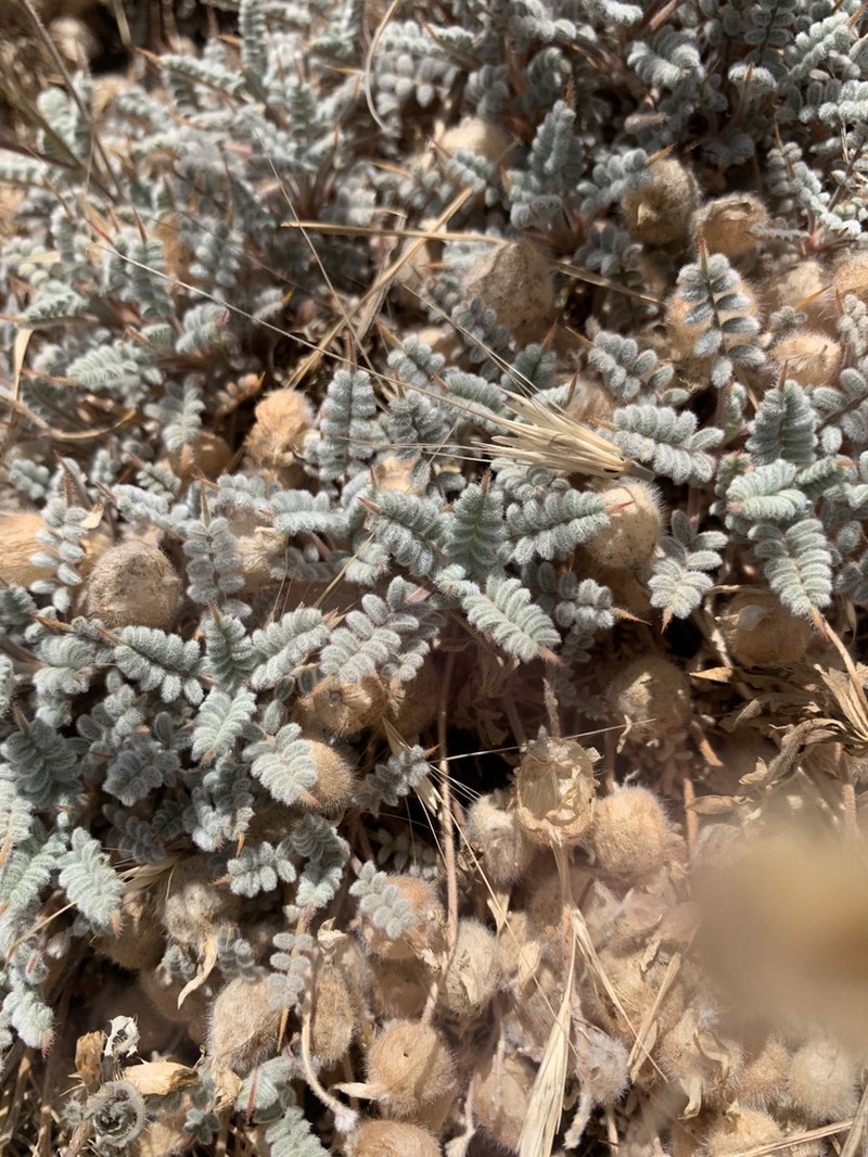 Astragalus tortuosus photo 3