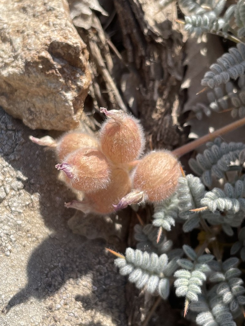 Astragalus tortuosus photo 4