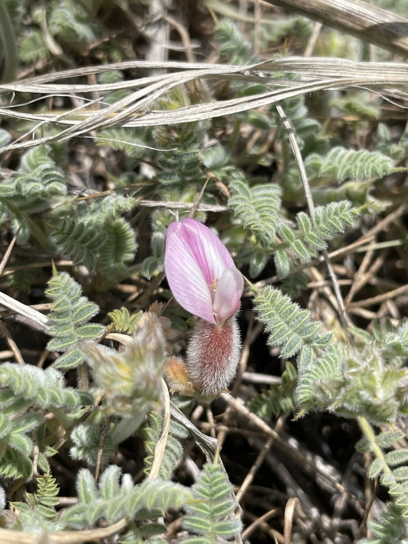 Astragalus tortuosus photo 5
