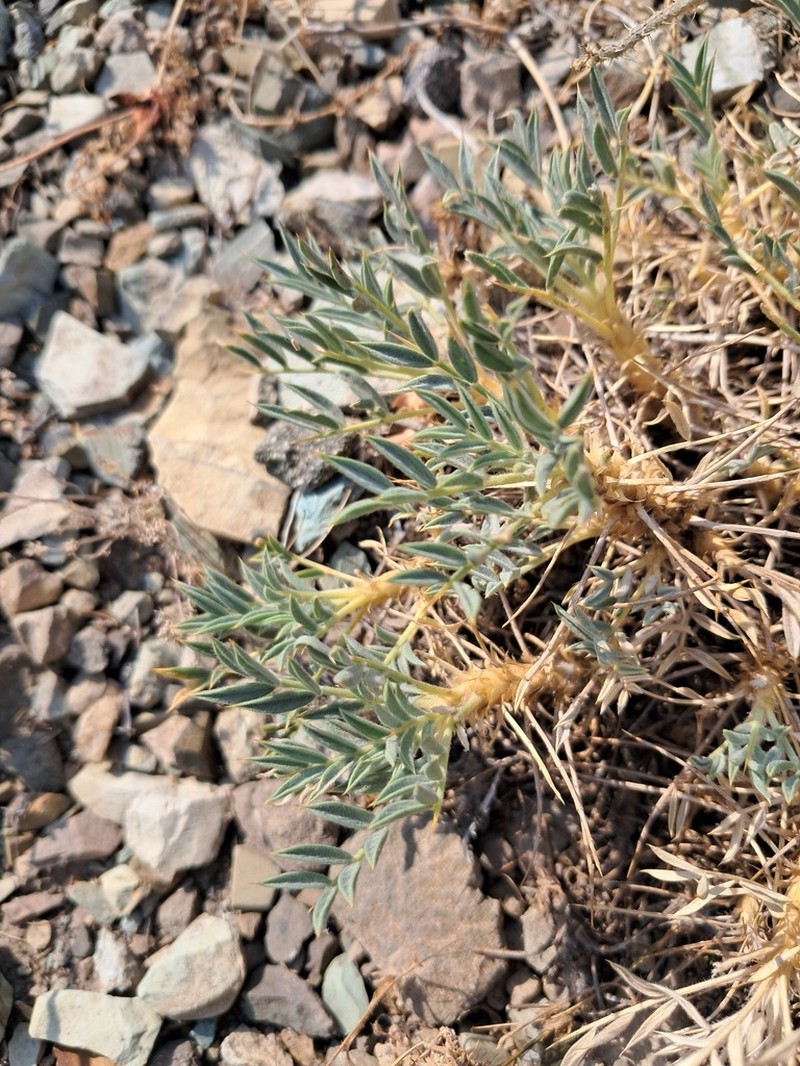 Astragalus trachyacanthos