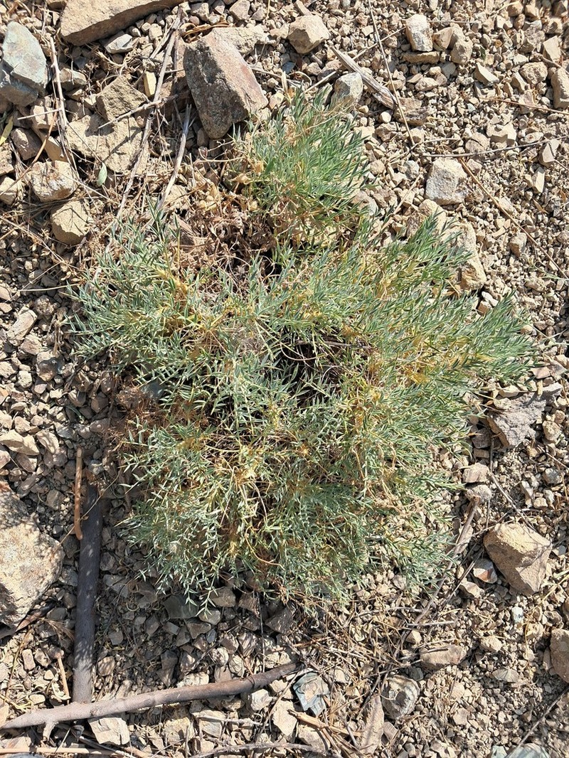 Astragalus trachyacanthos photo 2