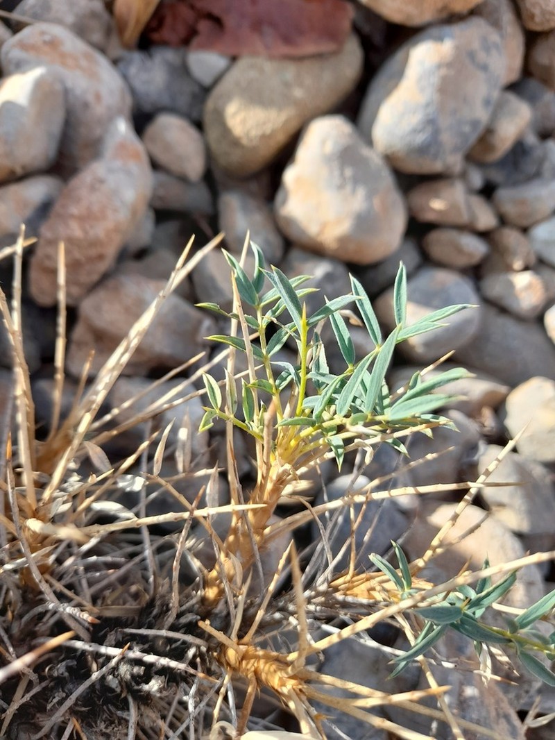 Astragalus trachyacanthos photo 3