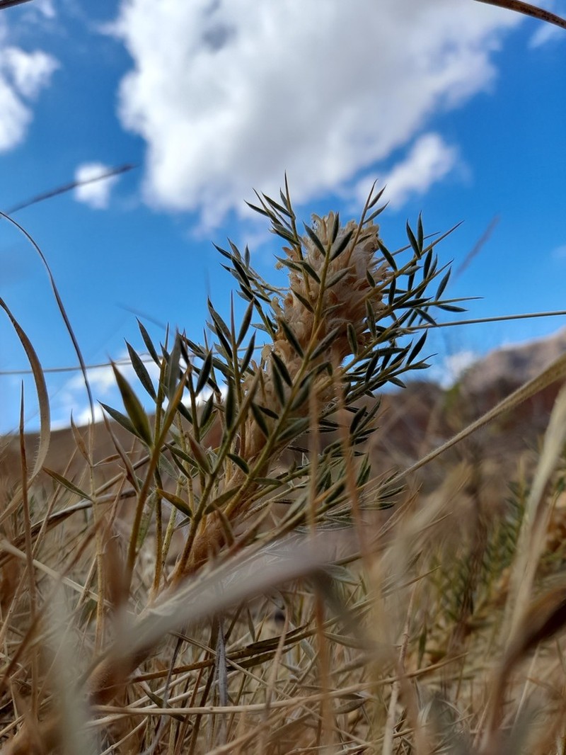 Astragalus trachyacanthos photo 4