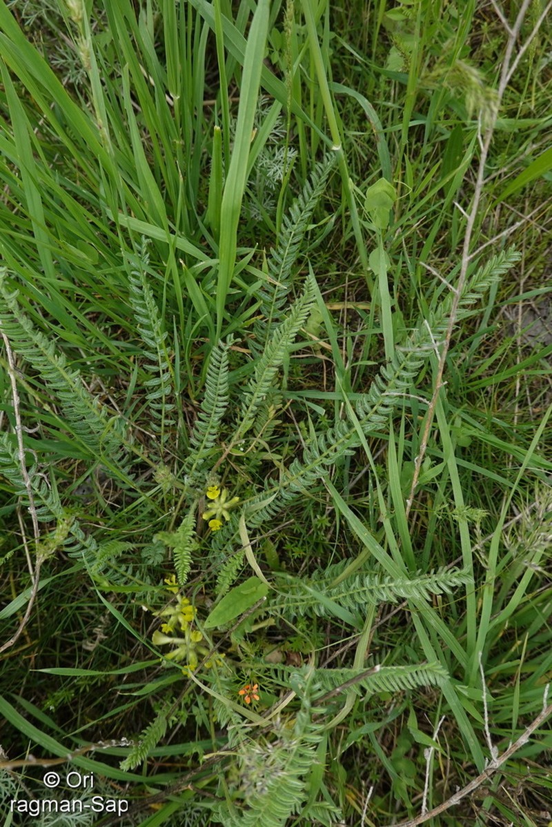 Astragalus trachycarpus