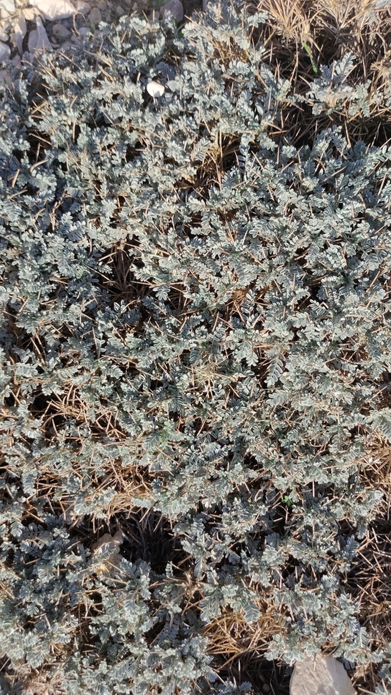 Astragalus tragacantha photo 2