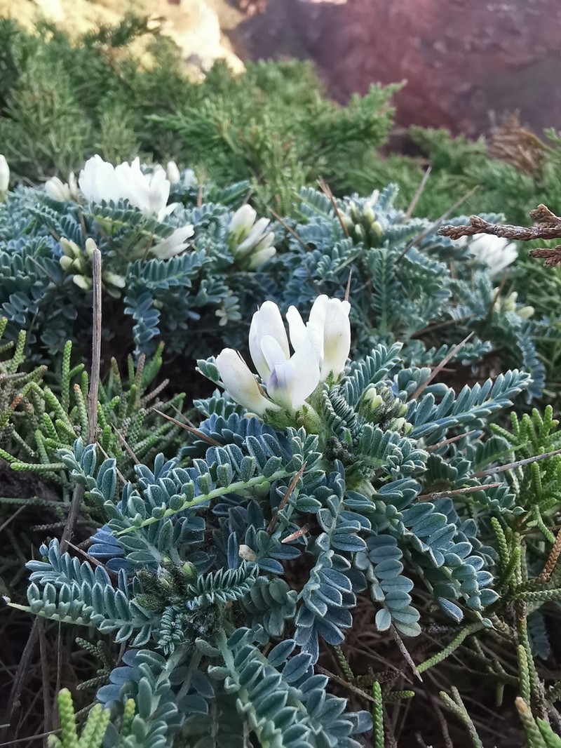 Astragalus tragacantha photo 3