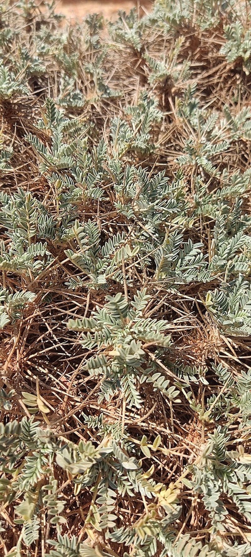 Astragalus tragacantha photo 4