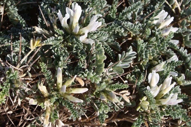 Astragalus tragacantha photo 5