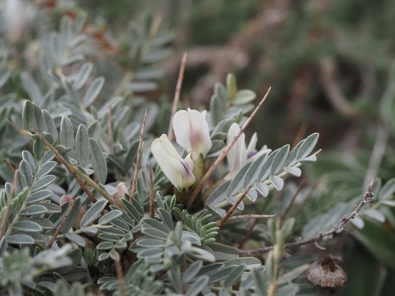 Astragalus tragacantha photo 6