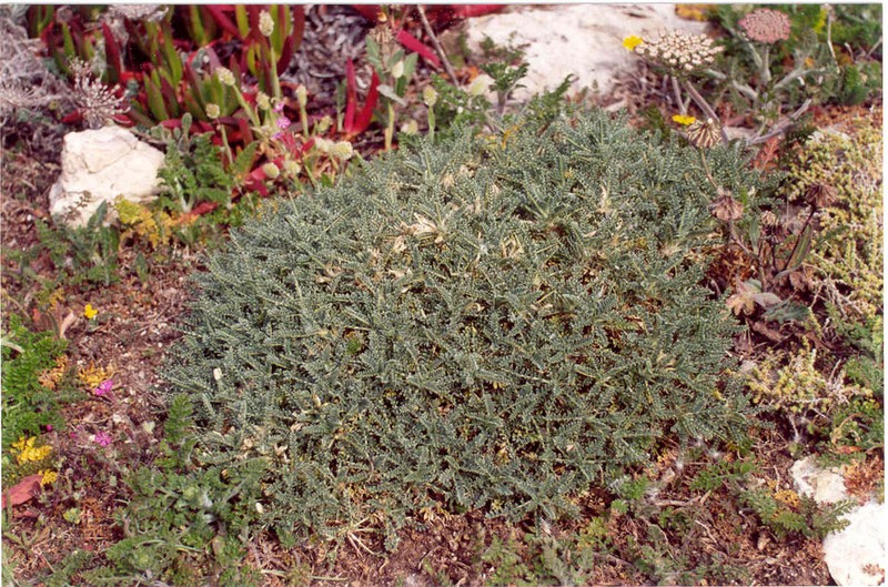 Astragalus tragacantha photo 7