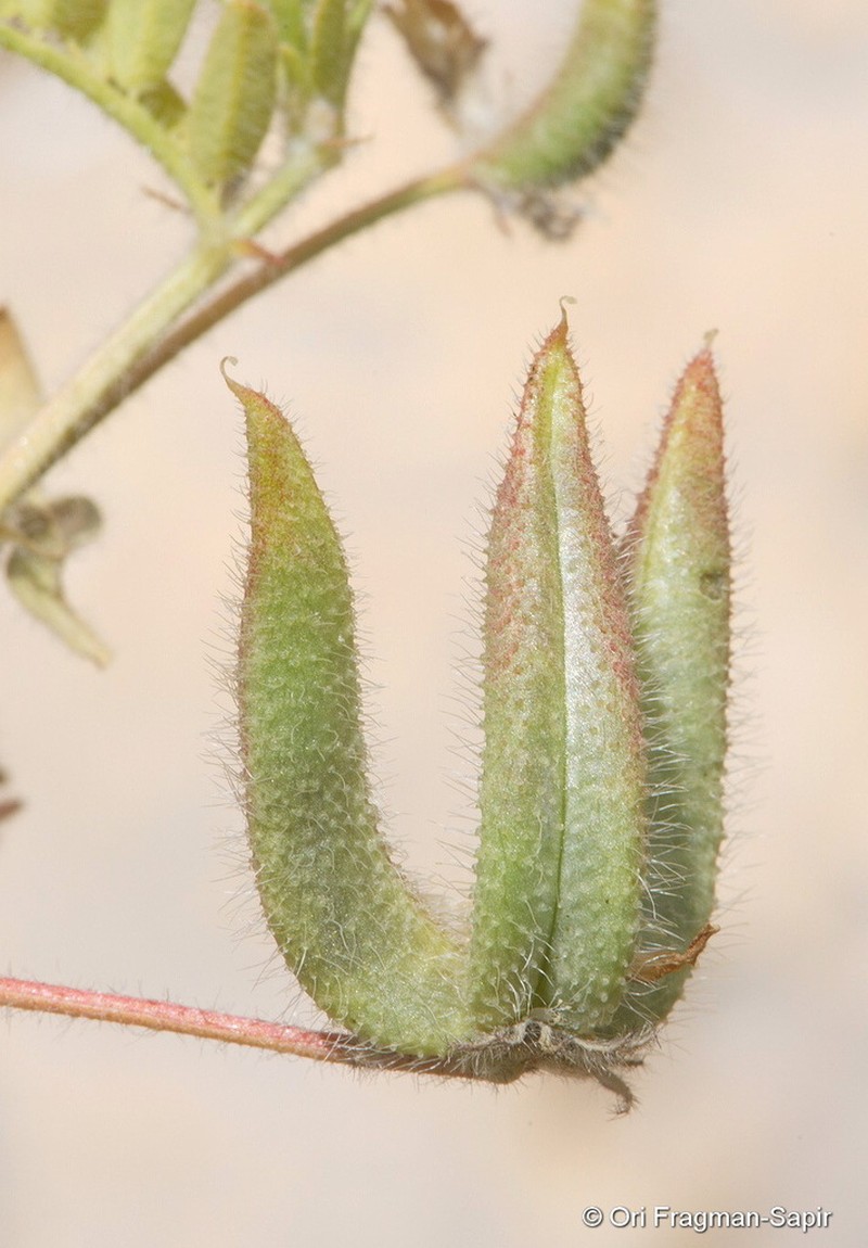 Astragalus transjordanicus
