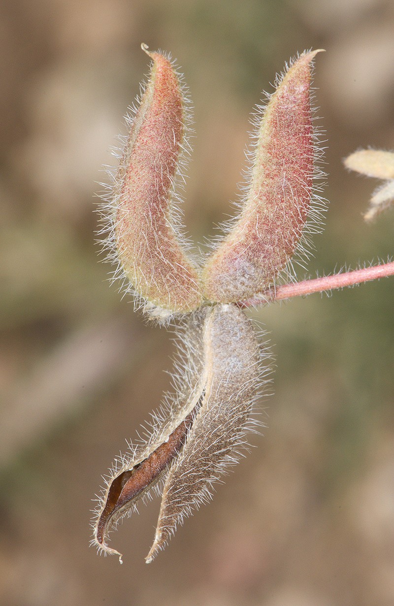 Astragalus transjordanicus photo 2