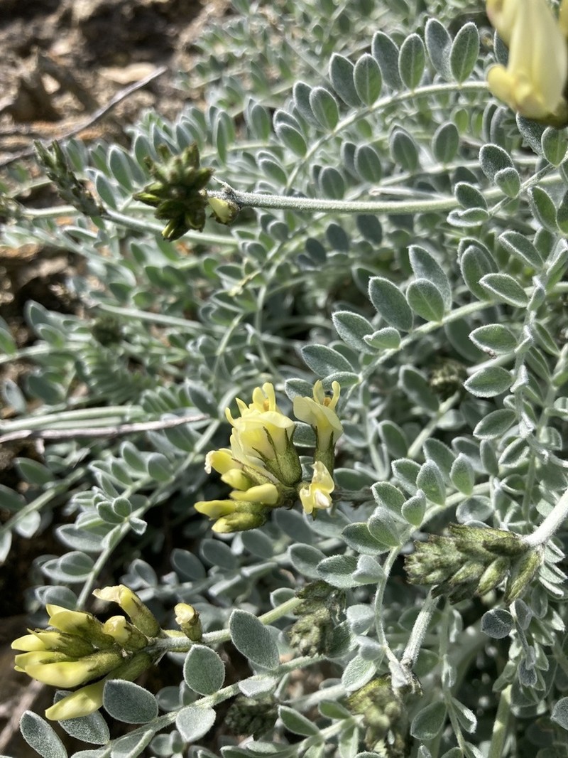 Trask's Milkvetch photo 2