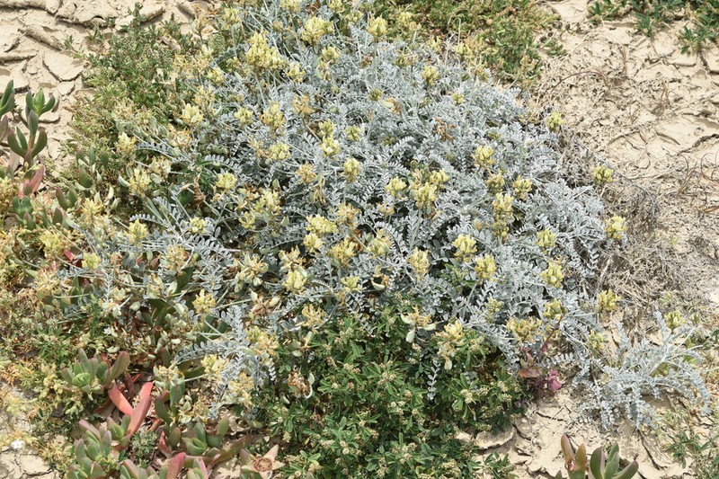 Trask's Milkvetch photo 3