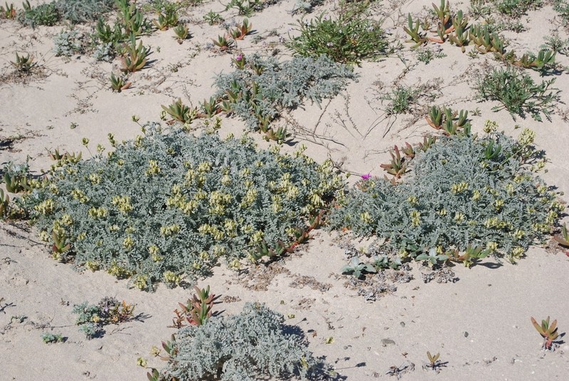 Trask's Milkvetch photo 4