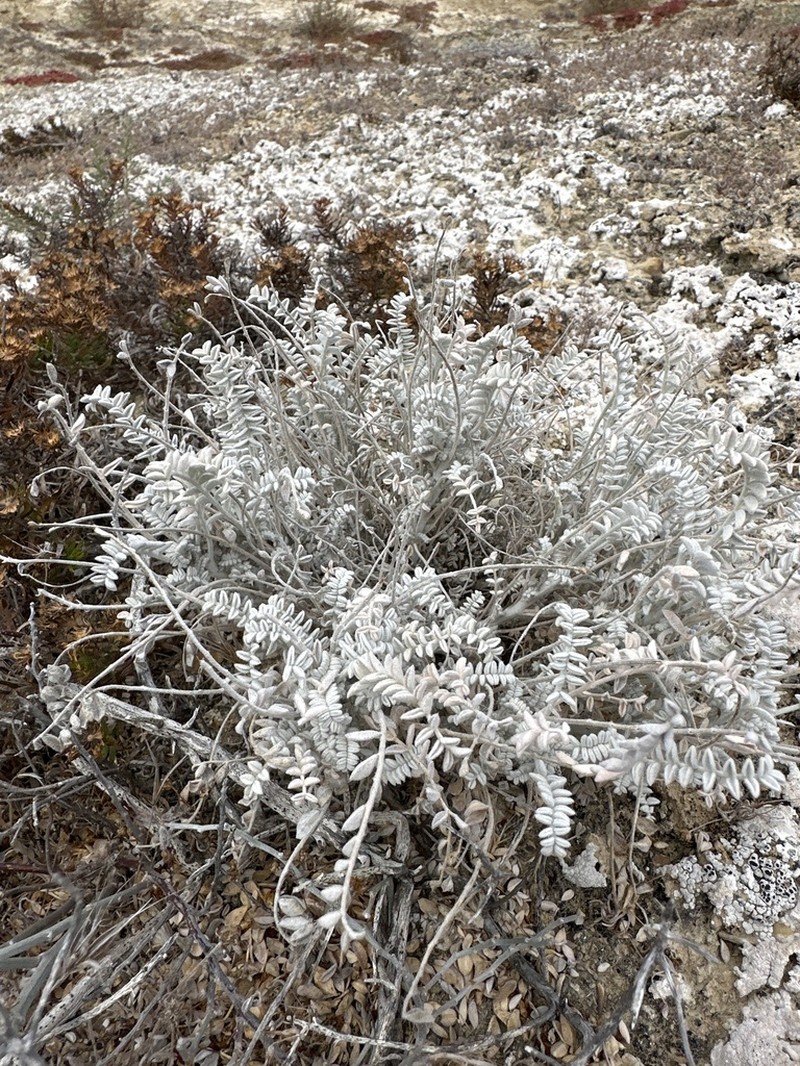 Trask's Milkvetch photo 5