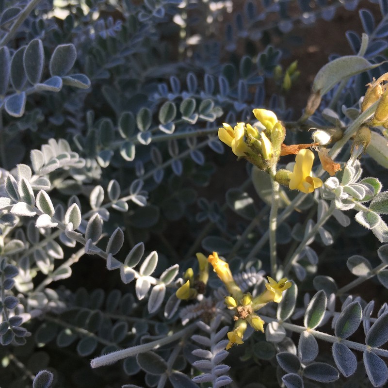 Trask's Milkvetch photo 6