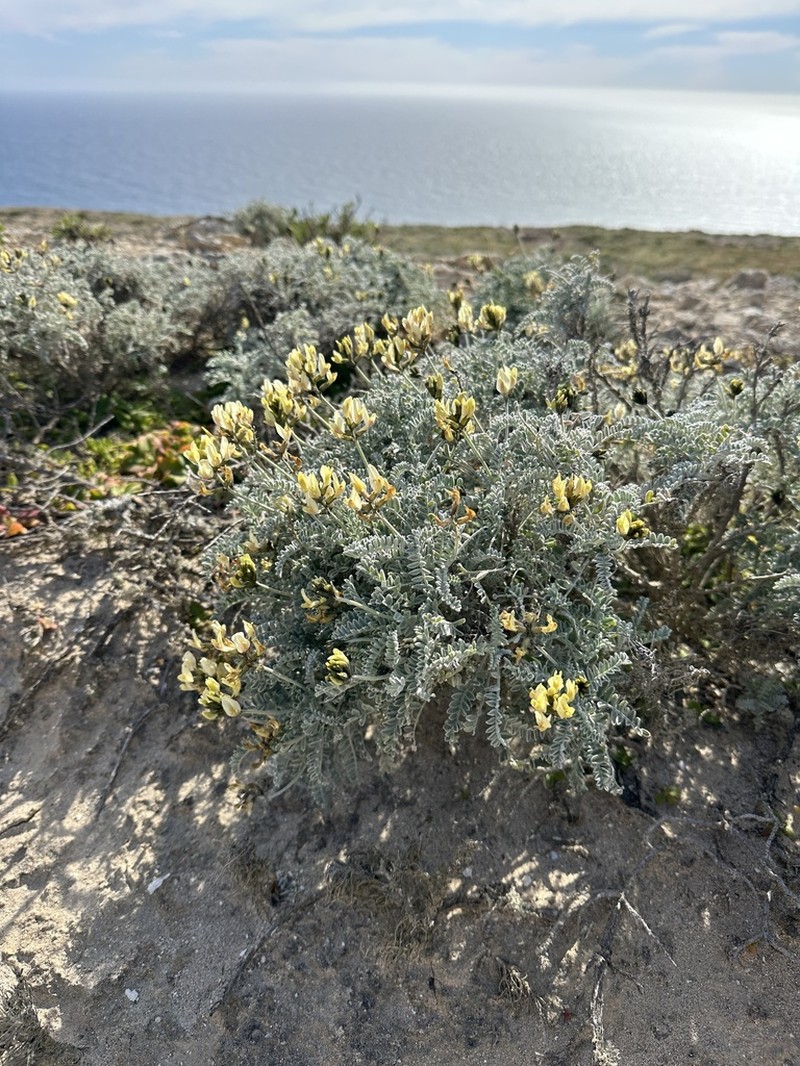Trask's Milkvetch photo 7