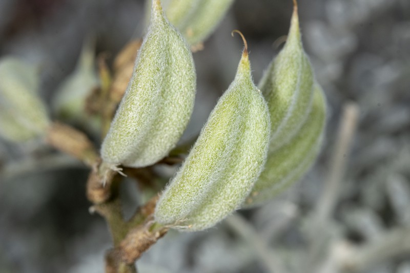 Trask's Milkvetch photo 8