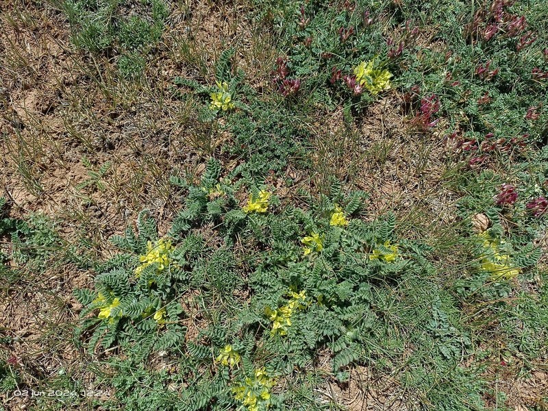 Astragalus tremolsianus