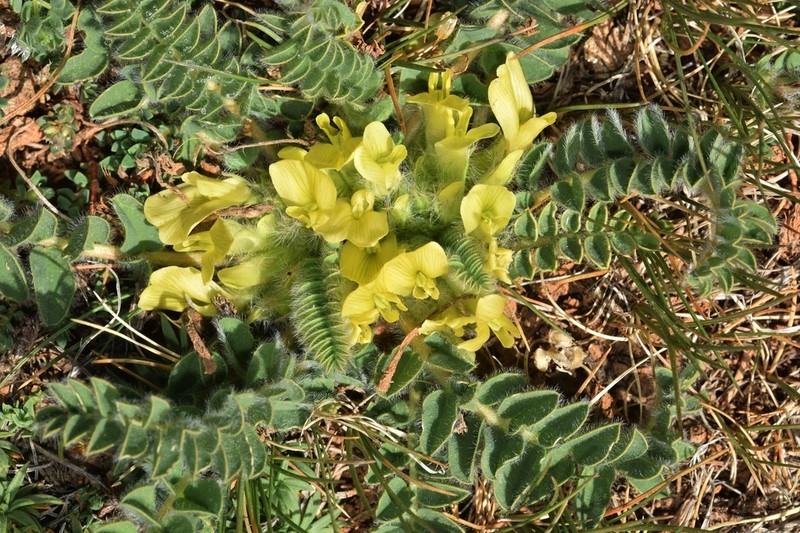 Astragalus tremolsianus photo 2