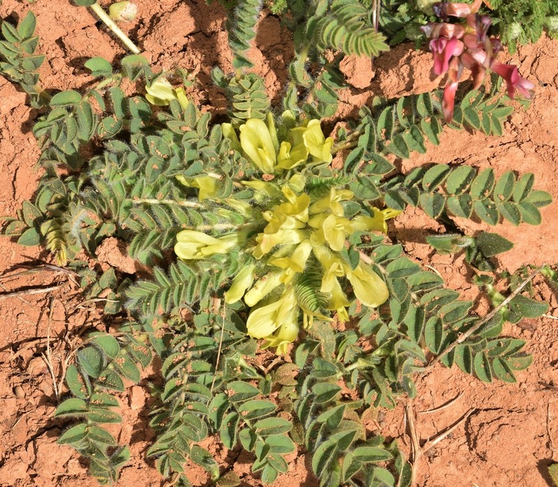 Astragalus tremolsianus photo 3