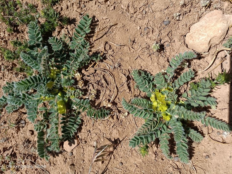 Astragalus tremolsianus photo 4