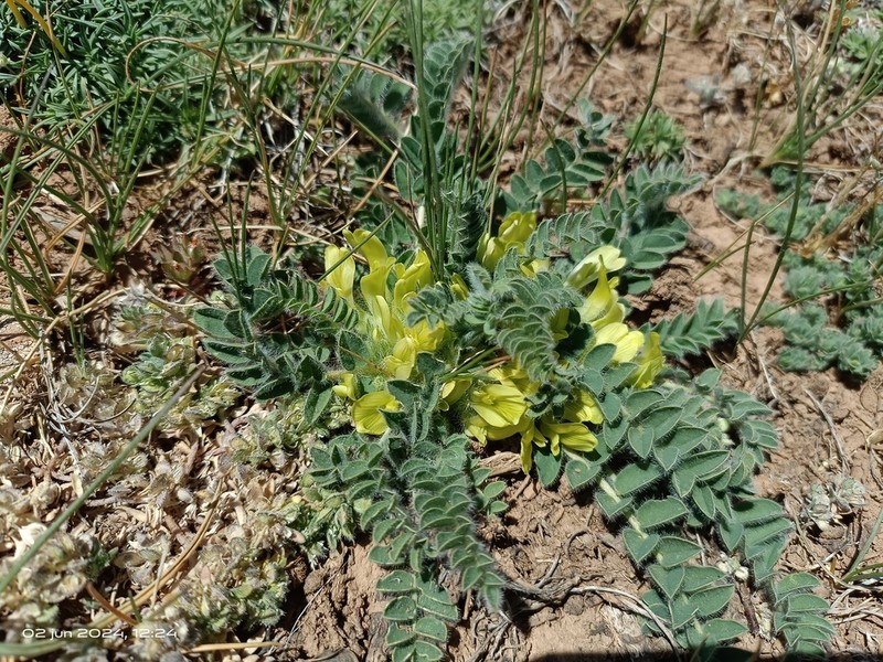 Astragalus tremolsianus photo 5