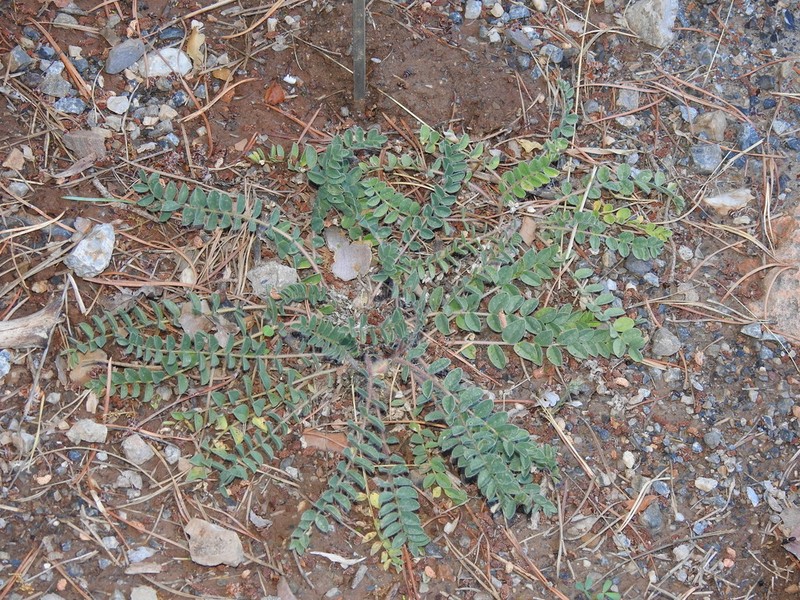 Astragalus tremolsianus photo 6
