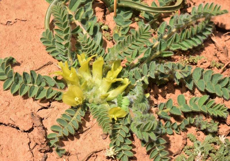 Astragalus tremolsianus photo 7