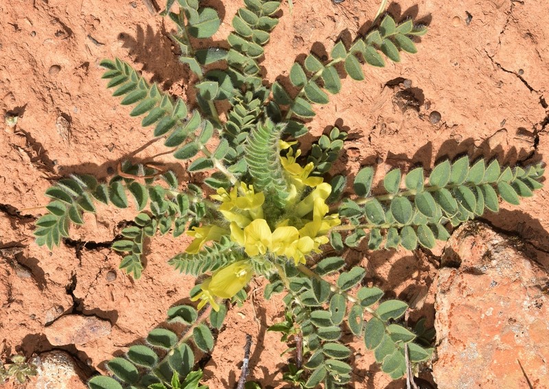 Astragalus tremolsianus photo 8
