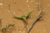 Astragalus tribuloides