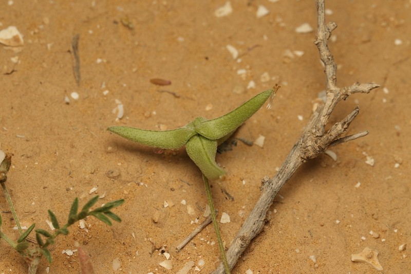 Astragalus tribuloides