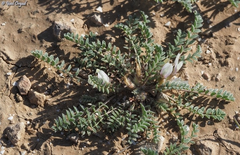 Astragalus tribuloides photo 2