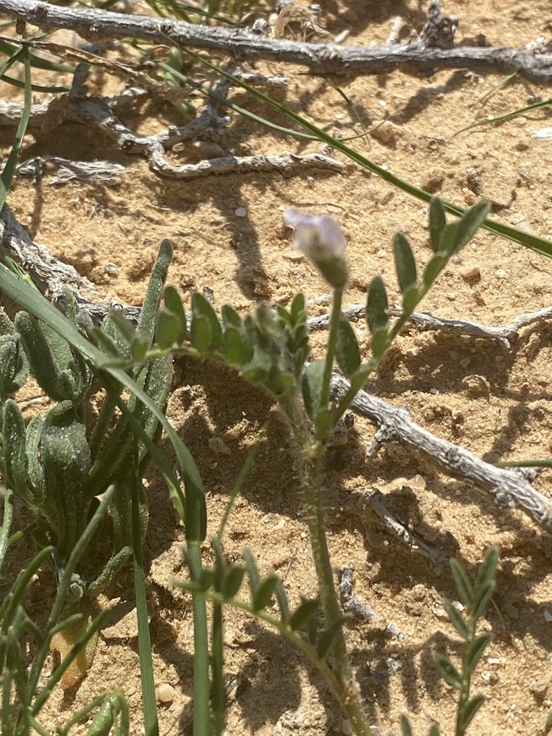 Astragalus tribuloides photo 3