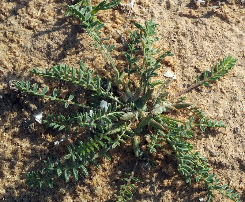 Astragalus tribuloides photo 4