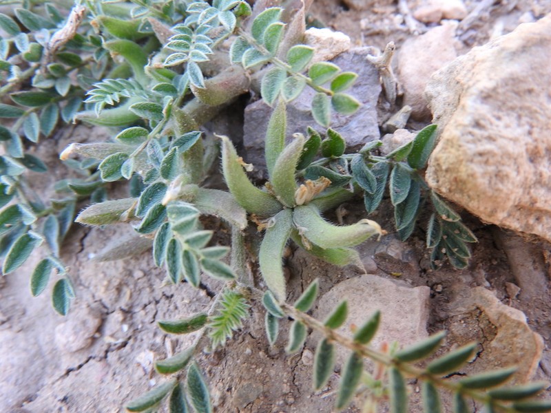Astragalus tribuloides photo 5