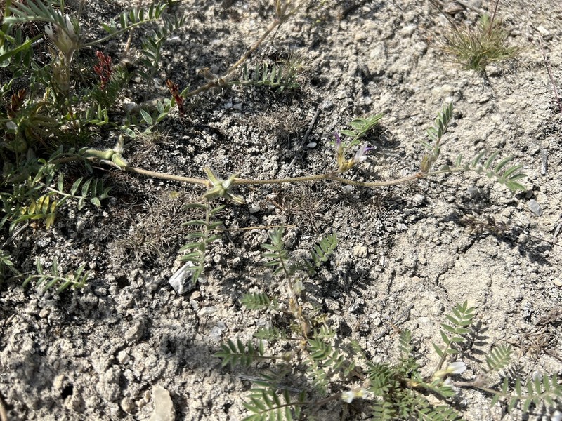 Astragalus tribuloides photo 6